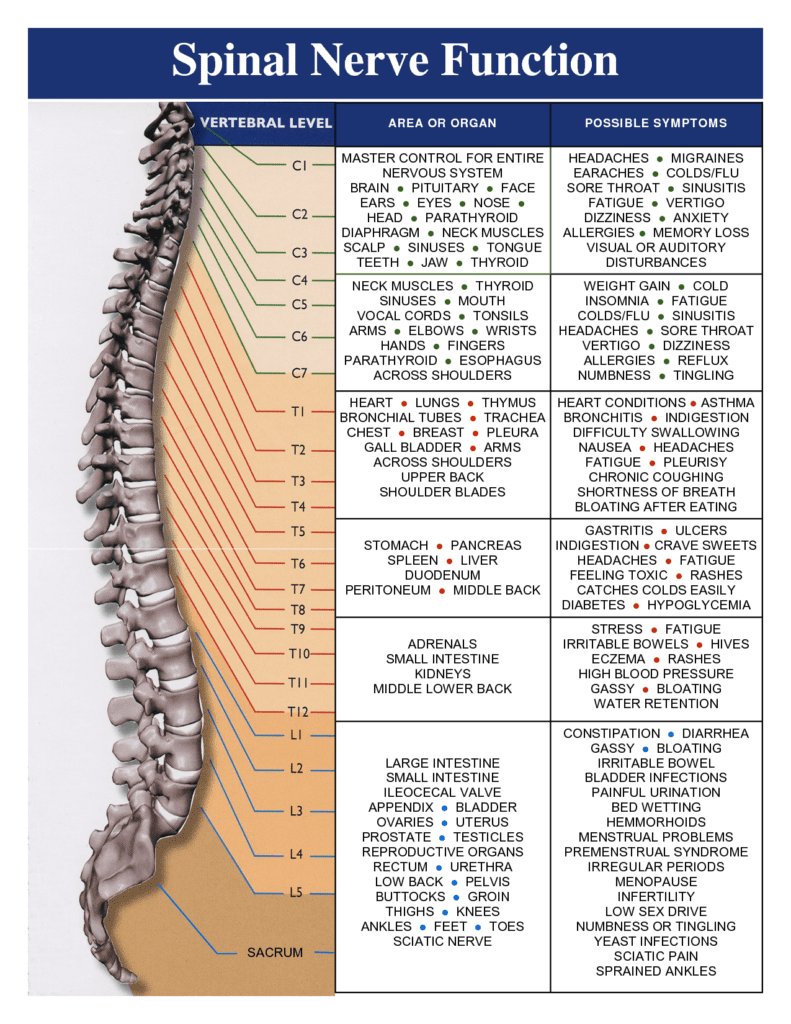 Spinal Nerve Function